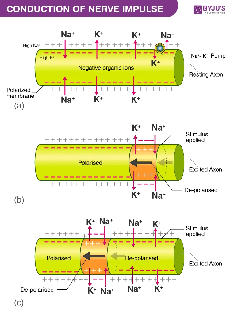 Conduction of a nerve impulse